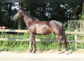 KWPN, Merrie, 5 Jaar, 164 cm, Donkerbruin