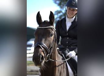 KWPN, Merrie, 5 Jaar, 164 cm, Donkerbruin