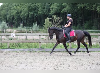 KWPN, Merrie, 5 Jaar, 164 cm, Donkerbruin