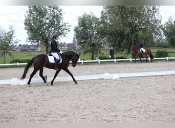 KWPN, Merrie, 5 Jaar, 164 cm, Donkerbruin