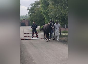 KWPN, Merrie, 5 Jaar, 164 cm, Donkere-vos