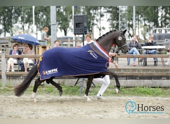 KWPN, Merrie, 5 Jaar, 164 cm, Zwart