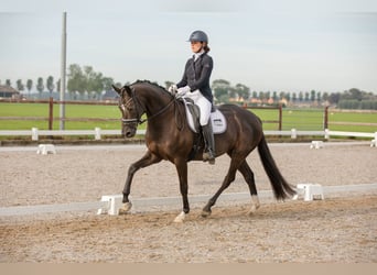 KWPN, Merrie, 5 Jaar, 164 cm, Zwart