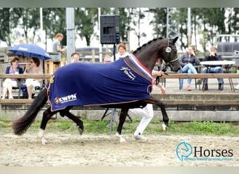 KWPN, Merrie, 5 Jaar, 164 cm, Zwart