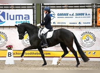 KWPN, Merrie, 5 Jaar, 164 cm, Zwart