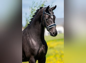 KWPN, Merrie, 5 Jaar, 164 cm, Zwartbruin