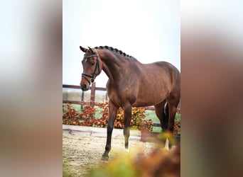 KWPN, Merrie, 5 Jaar, 165 cm, Bruin