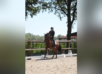 KWPN, Merrie, 5 Jaar, 165 cm, Bruin