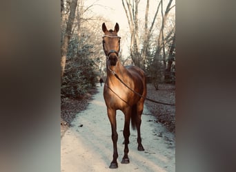 KWPN, Merrie, 5 Jaar, 165 cm, Bruin