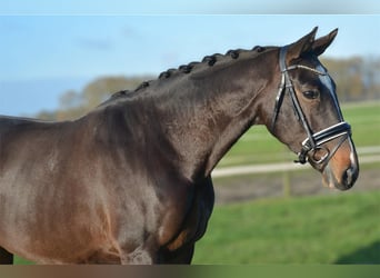 KWPN, Merrie, 5 Jaar, 165 cm, Donkerbruin
