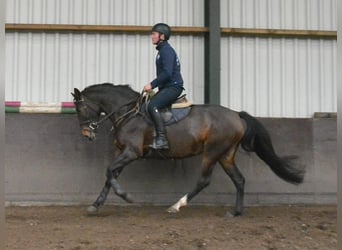 KWPN, Merrie, 5 Jaar, 165 cm, Donkerbruin