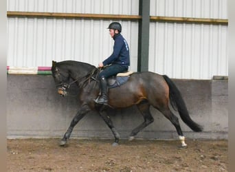 KWPN, Merrie, 5 Jaar, 165 cm, Donkerbruin