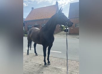 KWPN, Merrie, 5 Jaar, 165 cm, Donkerbruin