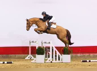 KWPN, Merrie, 5 Jaar, 165 cm