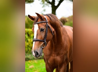 KWPN, Merrie, 5 Jaar, 165 cm, Vos