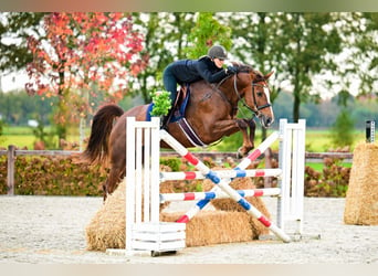 KWPN, Merrie, 5 Jaar, 165 cm, Vos