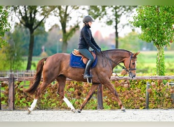 KWPN, Merrie, 5 Jaar, 165 cm, Vos