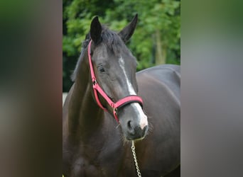 KWPN, Merrie, 5 Jaar, 165 cm, Zwart