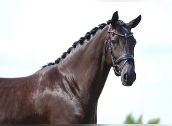 KWPN, Merrie, 5 Jaar, 165 cm, Zwart