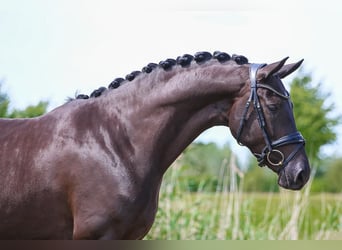 KWPN, Merrie, 5 Jaar, 165 cm, Zwart