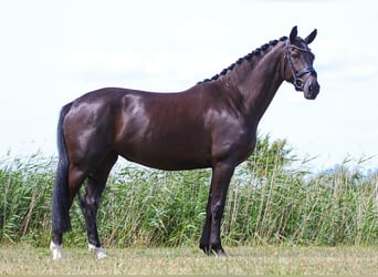 KWPN, Merrie, 5 Jaar, 165 cm, Zwart