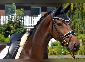 KWPN, Merrie, 5 Jaar, 166 cm, Bruin
