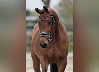 KWPN, Merrie, 5 Jaar, 166 cm, Bruin