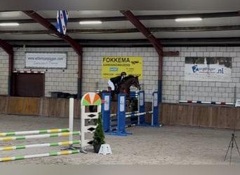 KWPN, Merrie, 5 Jaar, 166 cm, Bruin