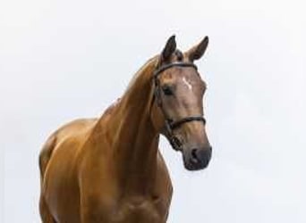 KWPN, Merrie, 5 Jaar, 166 cm, Bruin