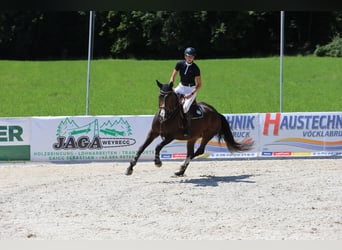 KWPN, Merrie, 5 Jaar, 166 cm, Donkerbruin