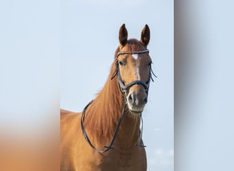 KWPN, Merrie, 5 Jaar, 166 cm, Roodvos