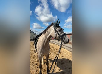 KWPN, Merrie, 5 Jaar, 166 cm, Schimmel