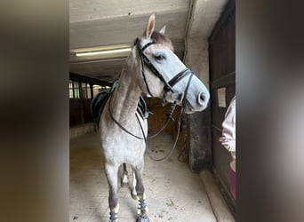 KWPN, Merrie, 5 Jaar, 166 cm, Schimmel