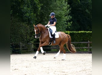 KWPN, Merrie, 5 Jaar, 166 cm, Vos