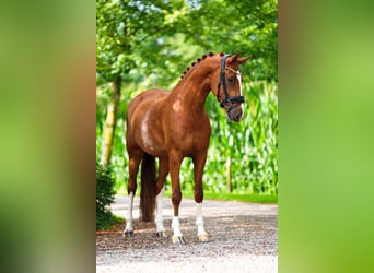 KWPN, Merrie, 5 Jaar, 166 cm, Vos