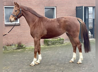 KWPN, Merrie, 5 Jaar, 166 cm, Vos