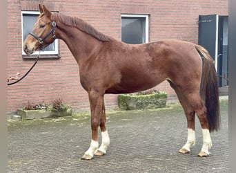 KWPN, Merrie, 5 Jaar, 166 cm, Vos