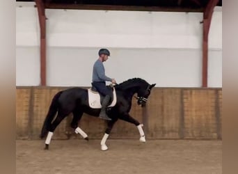 KWPN, Merrie, 5 Jaar, 166 cm, Zwart