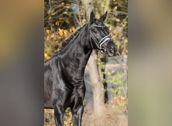 KWPN, Merrie, 5 Jaar, 166 cm, Zwart