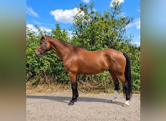 KWPN, Merrie, 5 Jaar, 167 cm, Bruin