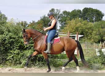 KWPN, Merrie, 5 Jaar, 167 cm, Bruin