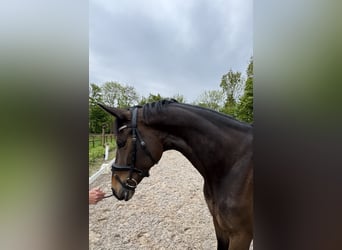 KWPN, Merrie, 5 Jaar, 167 cm, Bruin