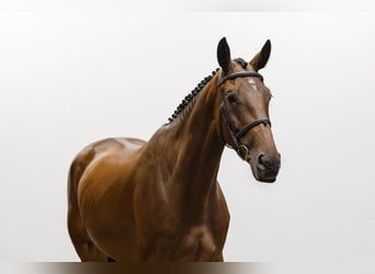 KWPN, Merrie, 5 Jaar, 167 cm, Bruin
