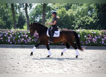 KWPN, Merrie, 5 Jaar, 167 cm, Donkerbruin