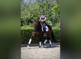 KWPN, Merrie, 5 Jaar, 167 cm, Donkerbruin