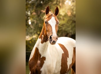 KWPN, Merrie, 5 Jaar, 167 cm, Gevlekt-paard