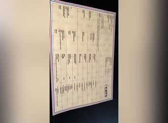 KWPN, Merrie, 5 Jaar, 167 cm, Zwart