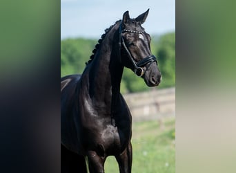 KWPN, Merrie, 5 Jaar, 167 cm, Zwart