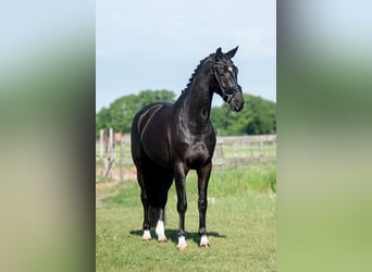 KWPN, Merrie, 5 Jaar, 167 cm, Zwart
