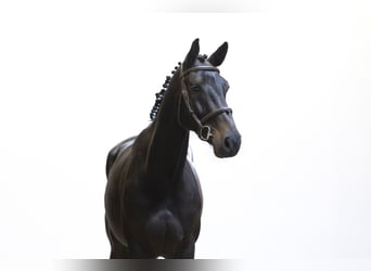 KWPN, Merrie, 5 Jaar, 167 cm, Zwart